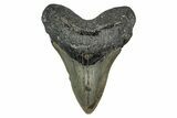 Serrated, Fossil Megalodon Tooth - North Carolina #344053-1
